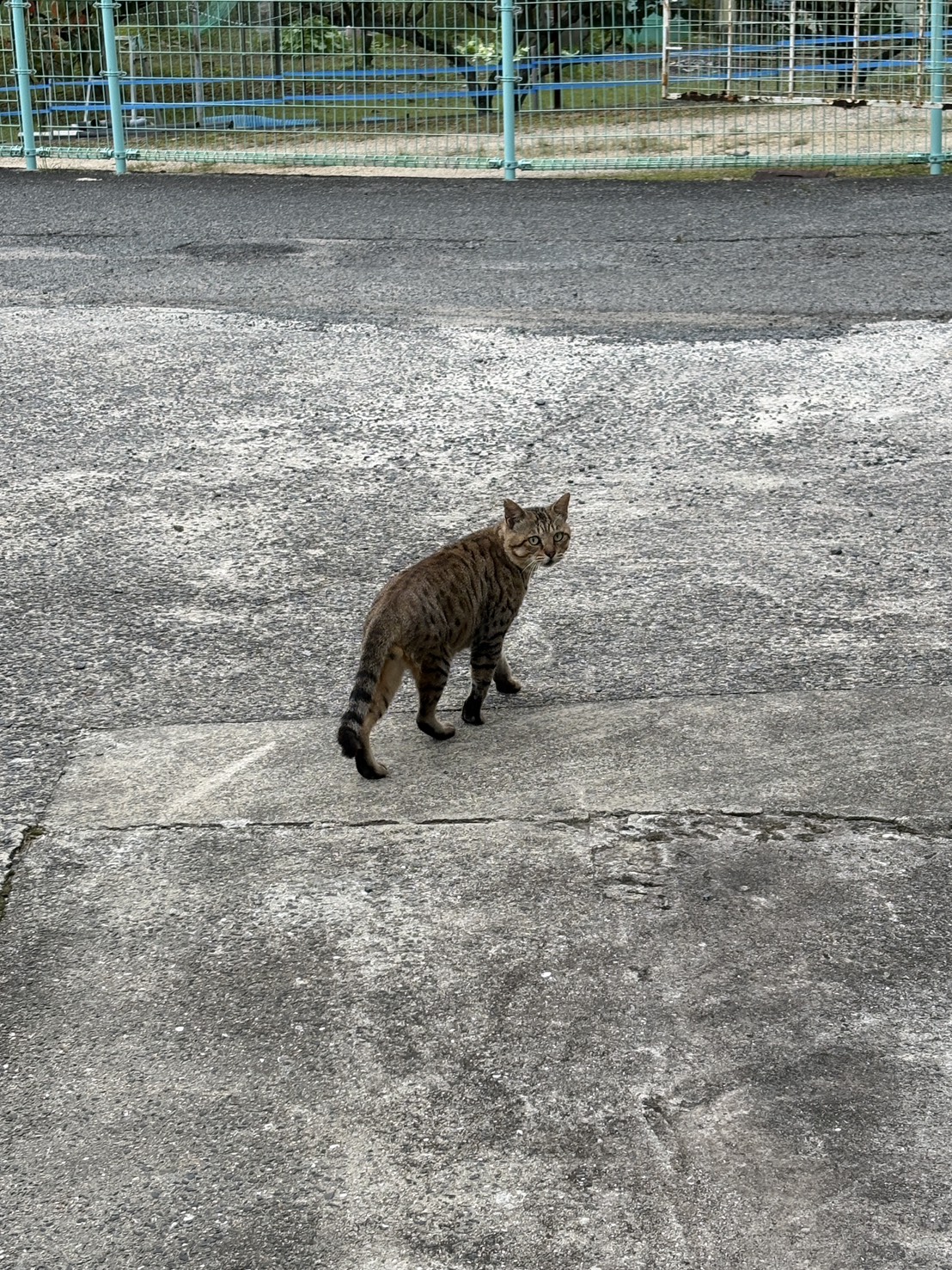 鯉のエサを狙う“犯人”を発見!